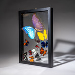 12 Genuine Butterflies + Black Display Frame v.3