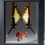 2 Genuine Butterflies + Display Frame v.2