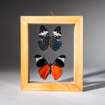 2 Genuine Butterflies + Display Frame v.4