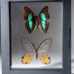 2 Genuine Butterflies + Display Frame v.1