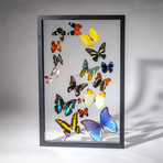 18 Genuine Butterflies + Black Display Frame v.3