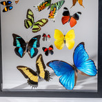 18 Genuine Butterflies + Black Display Frame v.1