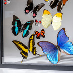 18 Genuine Butterflies + Black Display Frame v.3