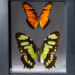 2 Genuine Butterflies + Display Frame v.3