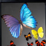 12 Genuine Butterflies + Black Display Frame v.1