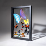 12 Genuine Butterflies + Black Display Frame v.1