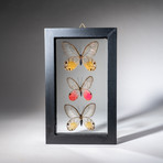 3 Genuine Butterflies + Black Display Frame v.2