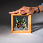 Large // Single Genuine Uraniidae Butterfly + Natural Display Frame
