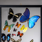 18 Genuine Butterflies + Black Display Frame v.2