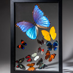 12 Genuine Butterflies + Black Display Frame v.3