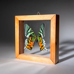 Large // Single Genuine Uraniidae Butterfly + Natural Display Frame