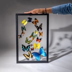 18 Genuine Butterflies + Black Display Frame v.1