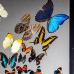 32 Genuine Butterflies + Black Display Frame v.2