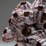 Natural Purple Acorn Barnacle Cluster v.2