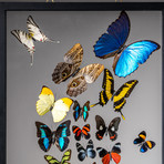 32 Genuine Butterflies + Black Display Frame v.3