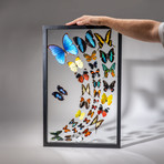 32 Genuine Butterflies + Black Display Frame v.1