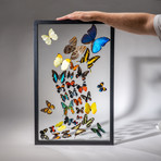 32 Genuine Butterflies + Black Display Frame v.2
