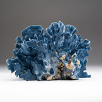 Natural Blue Ridge Coral v.1