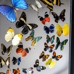 32 Genuine Butterflies + Black Display Frame v.4