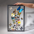 32 Genuine Butterflies + Black Display Frame v.3