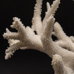 Natural Branch Coral