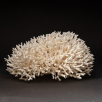 Natural Birds Nest Coral v.2