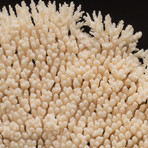 Natural Table Coral