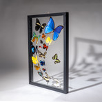 18 Genuine Butterflies + Black Display Frame v.2