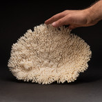 Natural Table Coral