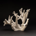 Natural Branch Coral