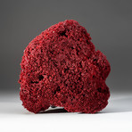 Natural Red Pipe Organ Coral v.1