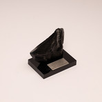 Fossil Megalodon Tooth + Black Acrylic Base// 5" v.1