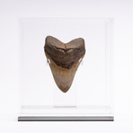 Fossil Megalodon Tooth + Acrylic Box // 5" v.2