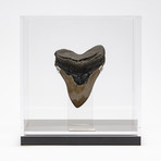 Fossil Megalodon Tooth + Acrylic Box // 5.5" v.1