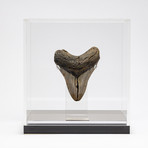 Fossil Megalodon Tooth + Acrylic Box // 5.5" v.7