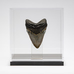 Fossil Megalodon Tooth + Acrylic Box // 5.5" v.4