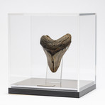 Fossil Megalodon Tooth + Acrylic Box // 5.5" v.7