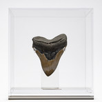 Fossil Megalodon Tooth + Acrylic Box // 5.5" v.1