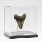 Fossil Megalodon Tooth + Acrylic Box // 5.5" v.7