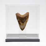 Fossil Megalodon Tooth + Acrylic Box // 5.5" v.8