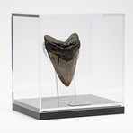 Fossil Megalodon Tooth + Acrylic Box // 5.5" v.4