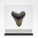 Fossil Megalodon Tooth + Acrylic Box // 5.5" v.3