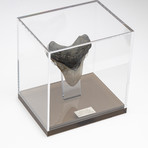 Fossil Megalodon Tooth + Acrylic Box // 5.5" v.3