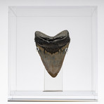 Fossil Megalodon Tooth + Acrylic Box // 5.5" v.4