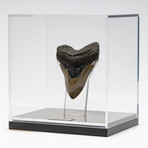 Fossil Megalodon Tooth + Acrylic Box // 5.5" v.1