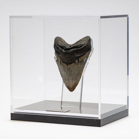 Fossil Megalodon Tooth + Acrylic Box // 5.5" v.4