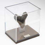 Fossil Megalodon Tooth + Acrylic Box // 5.5" v.3