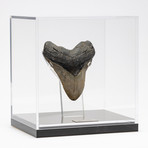 Fossil Megalodon Tooth + Acrylic Box // 5.5" v.3