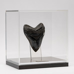 Fossil Megalodon Tooth + Acrylic Box // 5.5" v.6