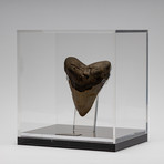 Fossil Megalodon Tooth + Acrylic Box // 5.5" v.2